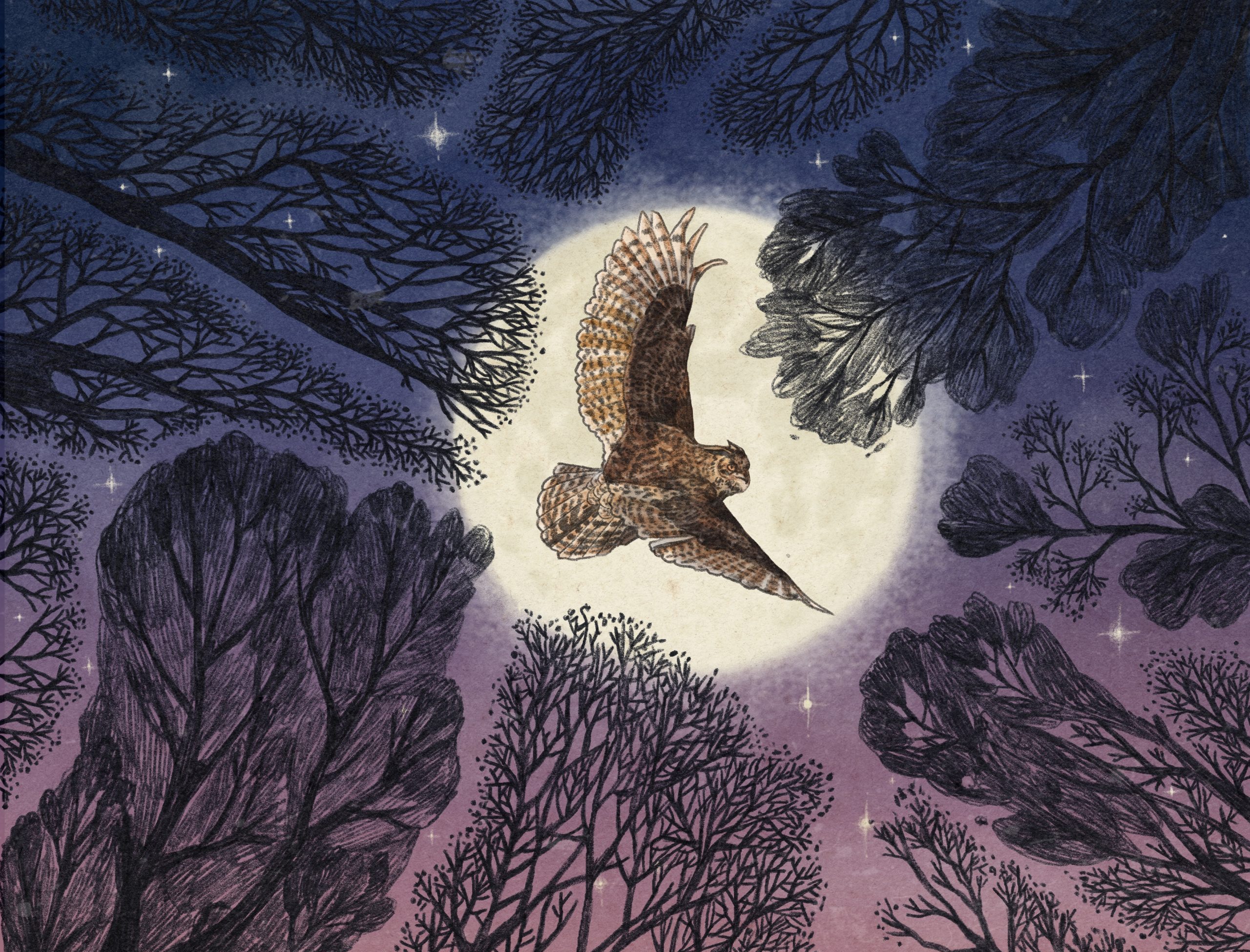 Beitragsillustration "Genres und inhaltliche Schwerpunkte" für den Lektoratsdienst "Noctua Lektorat": Eine Eule fliegt vor einem Mond durch den Nachthimmel